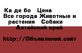 Ка де бо › Цена ­ 25 000 - Все города Животные и растения » Собаки   . Алтайский край